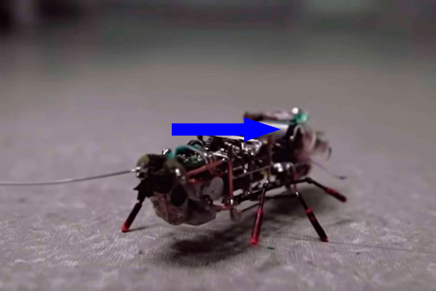 Робот-насекомое из Китая обошел таракана в скорости
