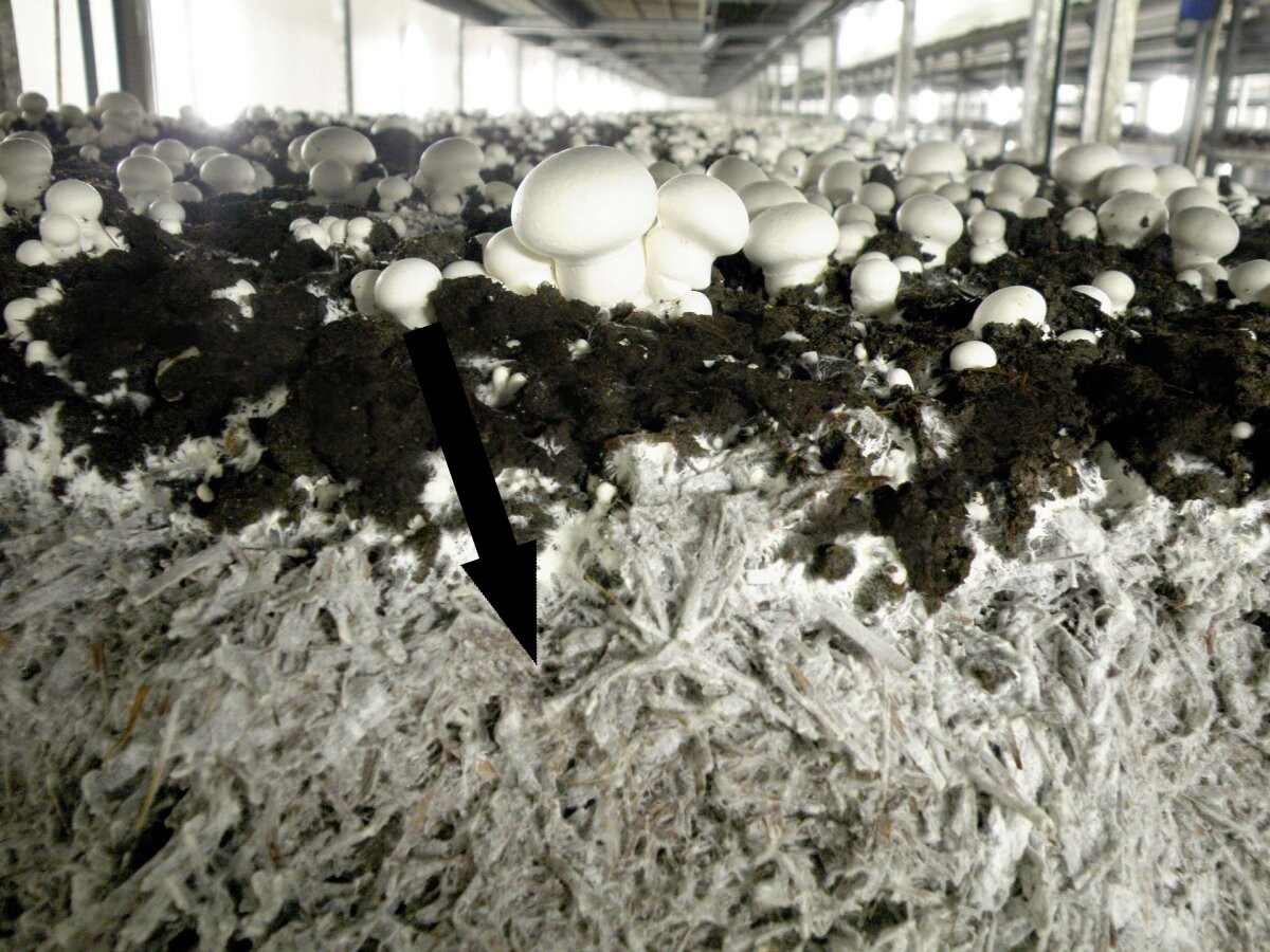 Грибница управляет роботом